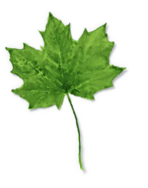 The leaf in deep summer green