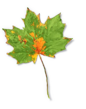 The leaf part-turned, green with an orange centre